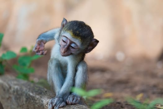 One little funny monkey is playing on the floor or on the tree
