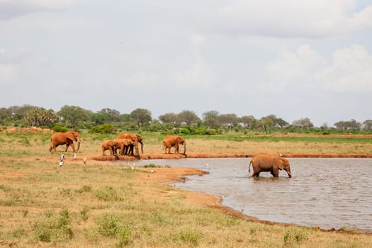 A lot of red elephants are on the waterhole