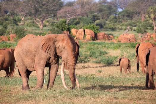 The large family of red elephants on their way through the Kenyan savanna..