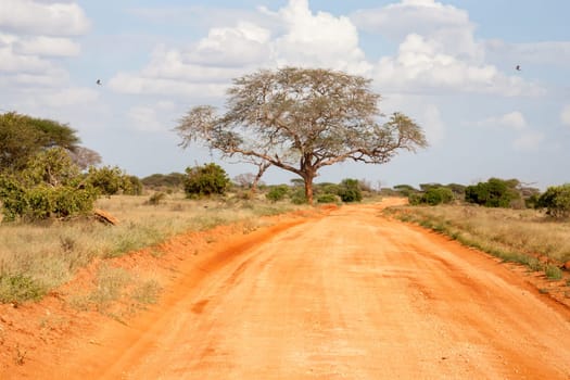The way througt the savannah with red soil and a lot of plants