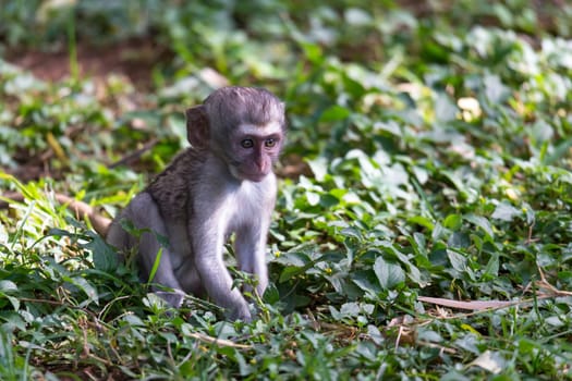 One little funny monkey is playing on the floor or on the tree