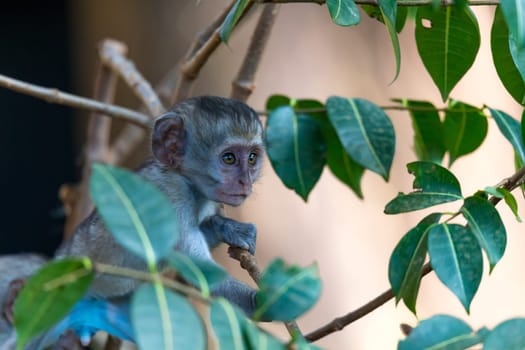 One little funny monkey is playing on the floor or on the tree