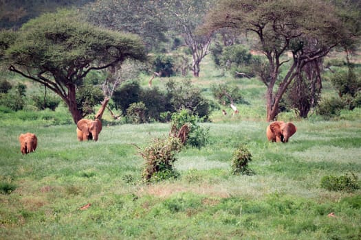 A lot of elephants are walking in the grassland of the savannah in Kenya