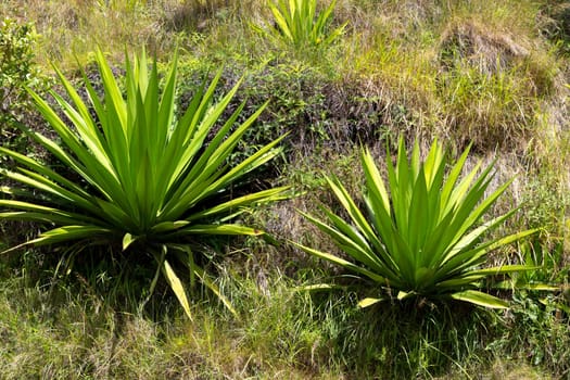The Flora on the island of Madagascar, a few cactus plants