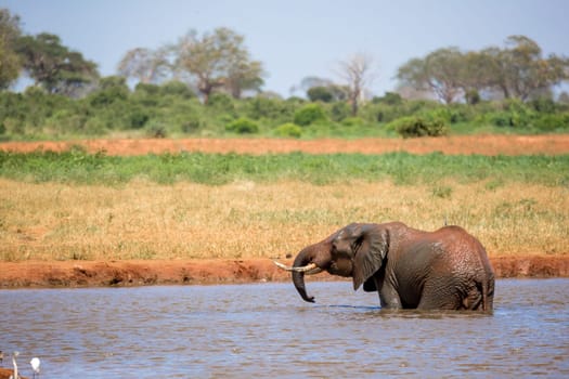 Elephant on the waterhole in the savannah of Kenya