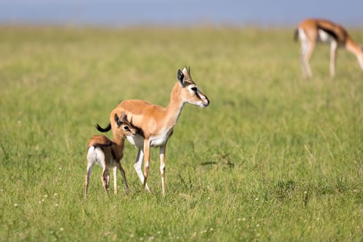 The Thomson gazelles in the middle of a grassy landscape in the Kenyan savanna
