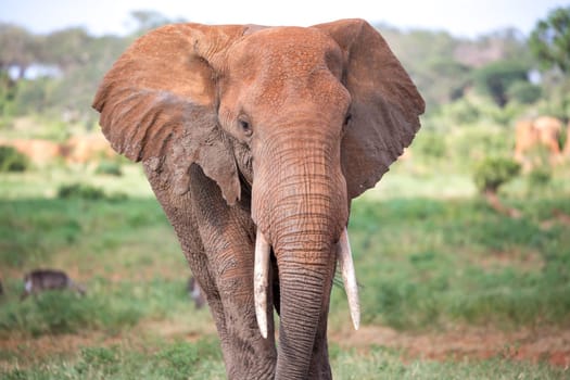A face of a red elephant taken up close