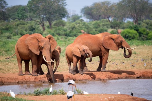 A elephants family drinking water from the waterhole