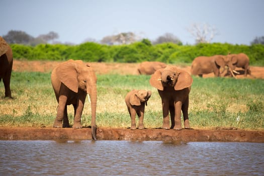 The family of red elephants at a water hole in the middle of the savannah