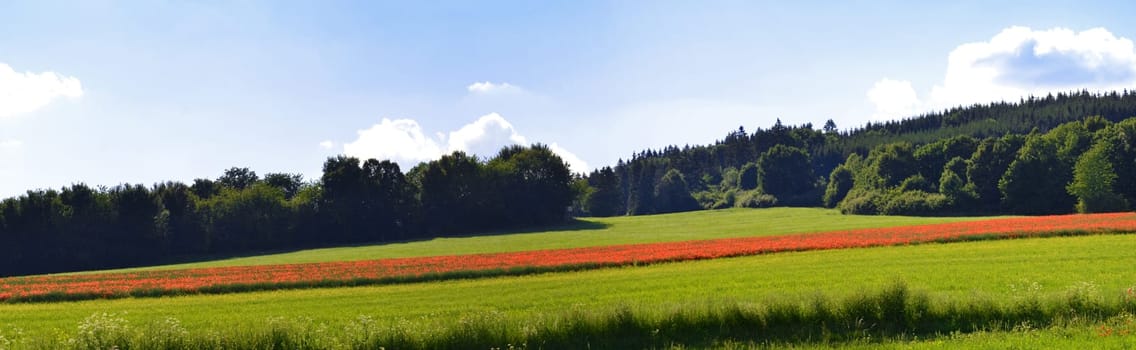 blooming poppies in a rapeseed field