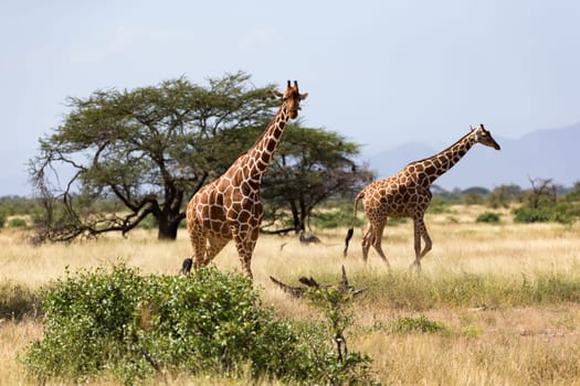 Giraffes in the savannah with many trees and bushes in the background