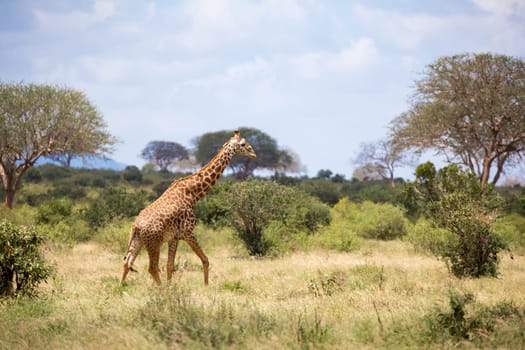 Some giraffe is walking between the bush in the scenery of the savannah