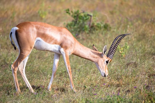 Some native antelopes in the grassland of the Kenyan savannah