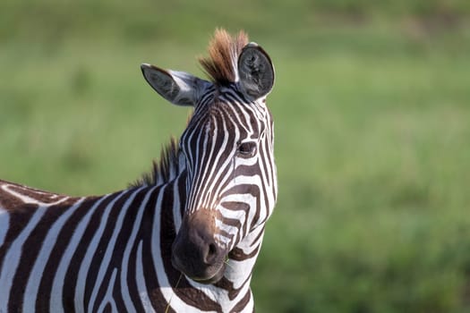 The closeup of a zebra in a national park