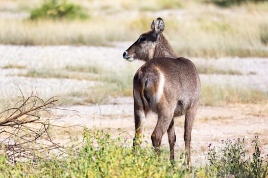 The waterbuck is looking for something in the savannah