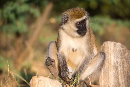 The monkey sits and looks around