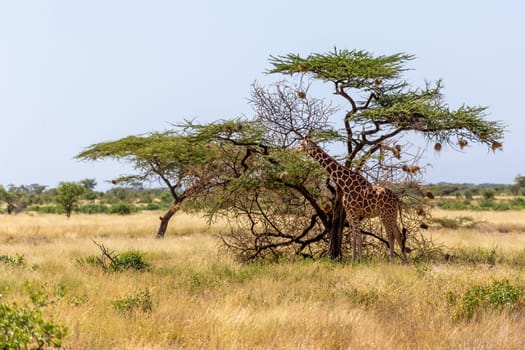 The Somalia giraffes eat the leaves of acacia trees