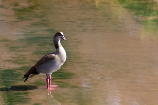 One colorful duck stands in the water