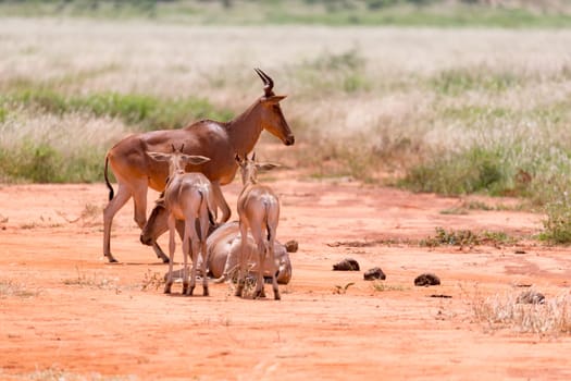 The family of Topi antelopes in the Kenyan savannah
