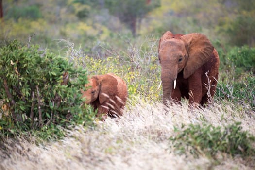 The family of red elephants on their trek through the savanna