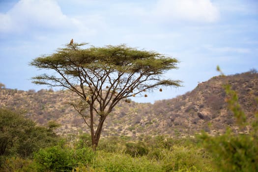 One eagle sits on a huge tree
