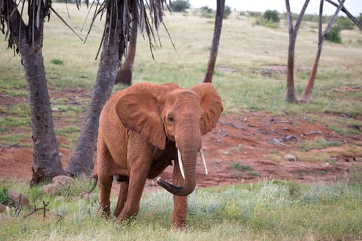 The red elephant walks among the palm trees and trees