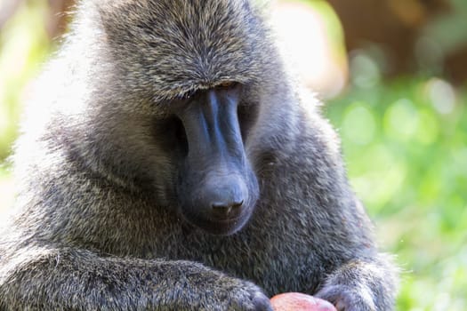 One big monkey plays with an apple