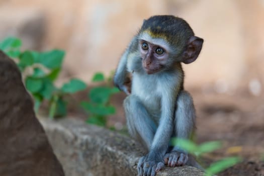 One little funny monkey is playing on the floor or on the tree