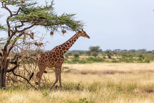 A Somalia giraffes eat the leaves of acacia trees