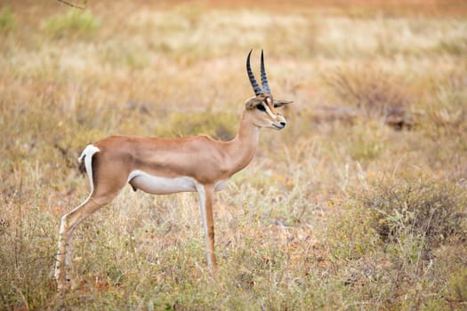 Some native antelopes in the grassland of the Kenyan savannah
