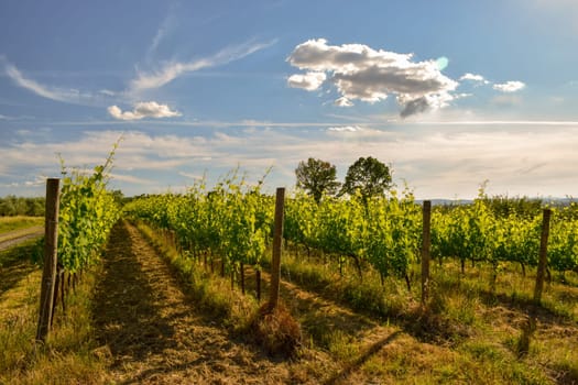 Beautiful vineyard in a sunny spring day with blue sky in Peccioli, Valdera, Tuscany. Italy