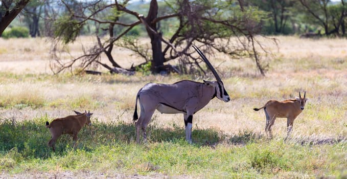 An antelope in the middle of the savannah of Kenya