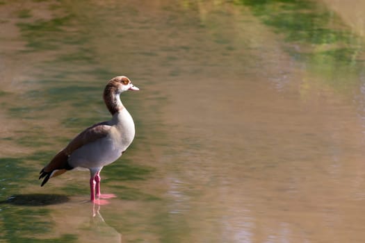 One colorful duck stands in the water