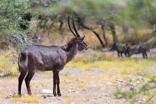 An antelope in the middle of the savannah of Kenya