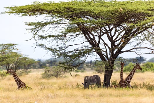 The Giraffes and a gravy zebra under the crown of a shady tree