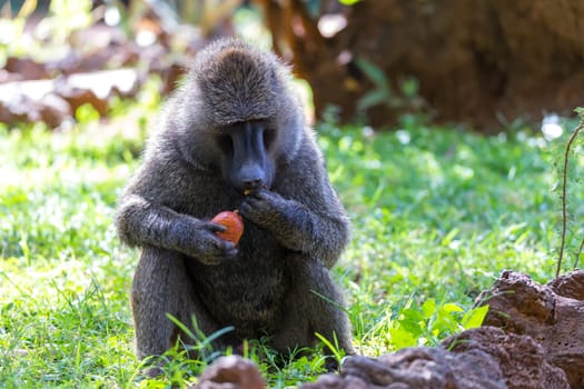 One baboon has found a fruit and nibbles on it