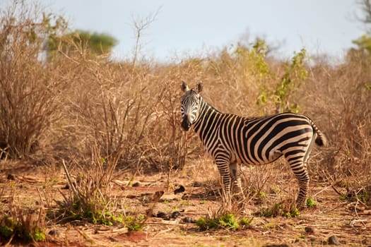 One zebra is standing in the savannah, on safari in Kenya