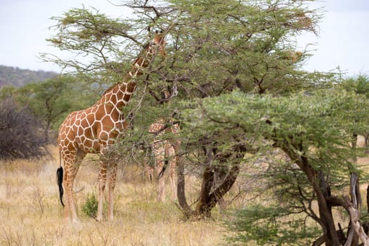 Some giraffes between the acacia trees in the savannah of Kenya