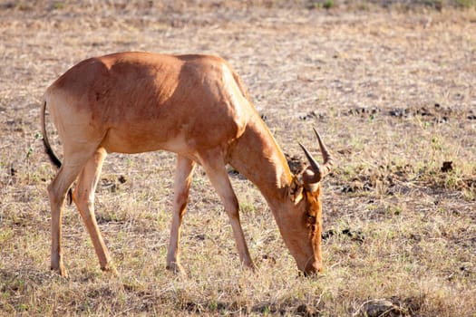 Antelope eating grass in the scenery of the savannah in Kenya