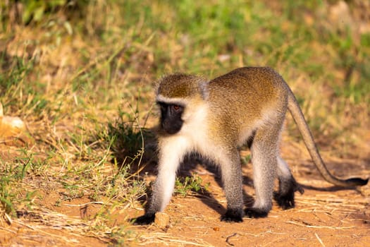 One monkey walks between the grass on the ground