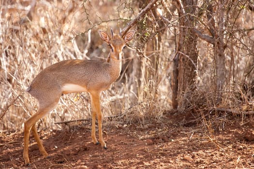Antelope is standing in the savannah of Kenya, dik-dik.