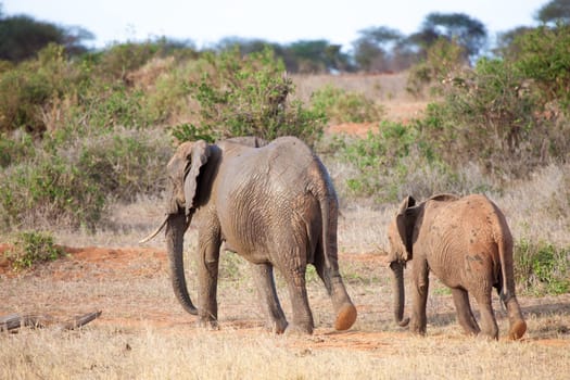 Elephants walking in the scenery of the savannah in Kenya.