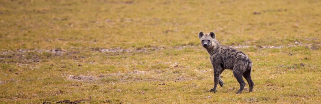 Hyena is running and watching over the grassland in Kenya