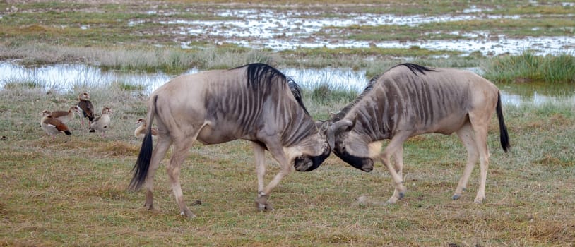 Two antelopes battle in the savannah of Kenya