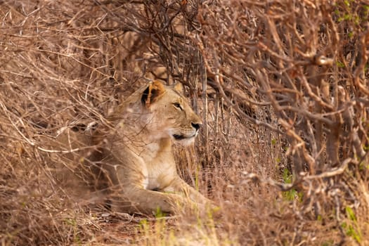 Lion is lying in the bushes, on safari in Kenya