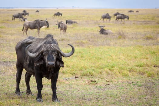 Buffalo standing in the savannah of Kenya