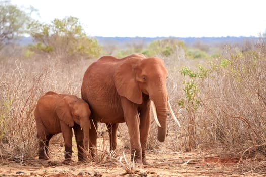 Elephants standing in the grassland of Kenya, on safari