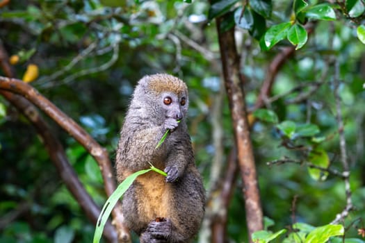 One small lemur on a branch eats on a blade of grass