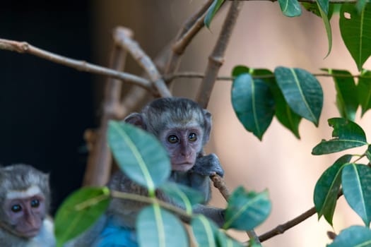 One little funny monkey is playing on the floor or on the tree