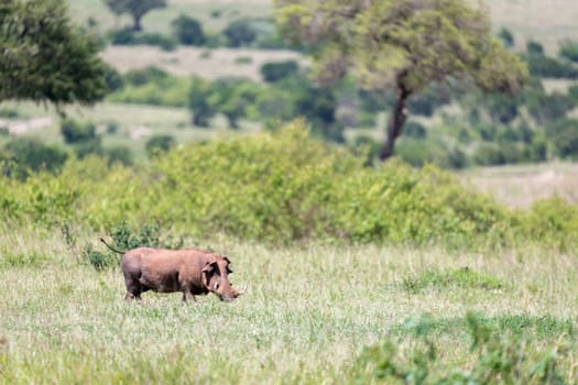 The warthog in the middle of the savanna of Kenya.